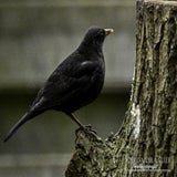 DSC_68752.jpg