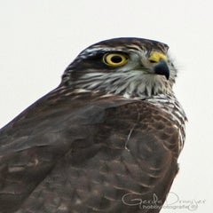 dsc_37892.jpg