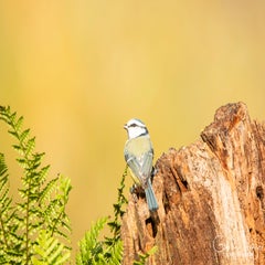 dsc_99173.jpg