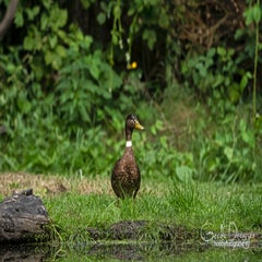 dsc_42622.jpg