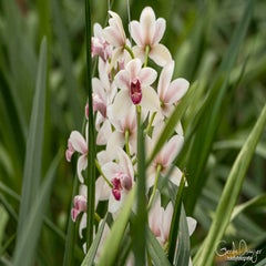 dsc_18292.jpg