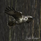 DSC_60482.jpg