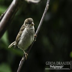dsc_12252.jpg
