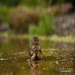 dsc_31352.jpg