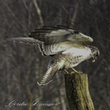DSC_60582.jpg