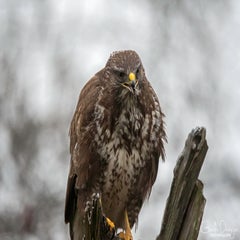 dsc_25013.jpg