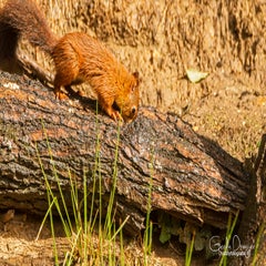 dsc_58762-1.jpg