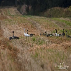 dsc_38272.jpg