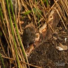 dsc_60372.jpg