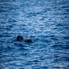 dsc_47263.jpg