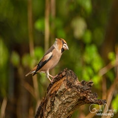 dsc_60602.jpg