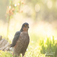 dsc_86463.jpg