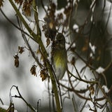 DSC_54112.jpg
