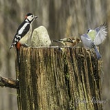 DSC_64612.jpg