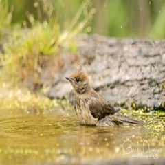 dsc_35982-1.jpg