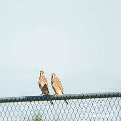 dsc_29512.jpg
