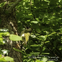 dsc_12462.jpg