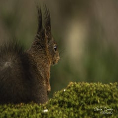dsc_94292.jpg