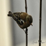 DSC_51352.jpg