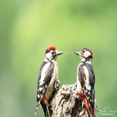 dsc_17763.jpg