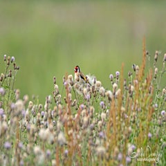 dsc_29022.jpg