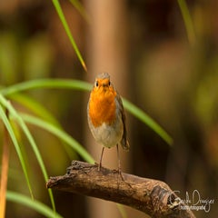 dsc_84013.jpg