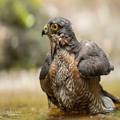 dsc_24033.jpg