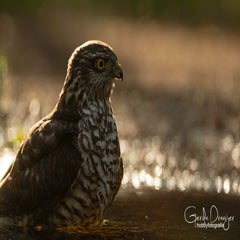 dsc_87633.jpg