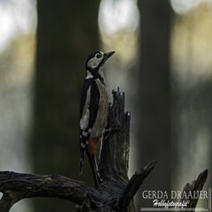 dsc_67042.jpg
