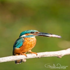 dsc_40002.jpg