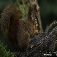 dsc_80152.jpg