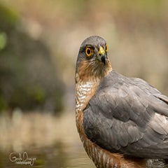 dsc_23943.jpg