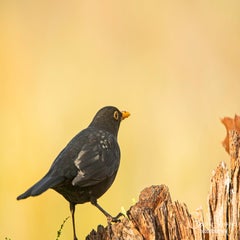dsc_00483.jpg