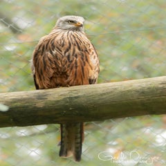 dsc_77832.jpg