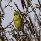 DSC_70042.jpg