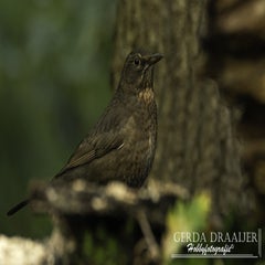 dsc_62292.jpg
