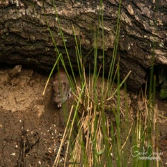 dsc_61592-1.jpg