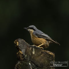 dsc_80902.jpg