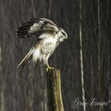 DSC_60492.jpg