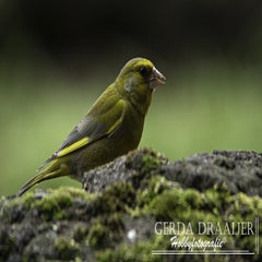 dsc_11862.jpg
