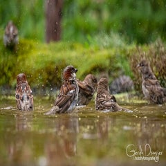 dsc_34662.jpg