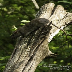 dsc_11772-1.jpg