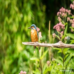 dsc_35522.jpg