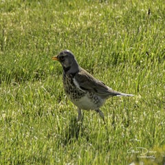 dsc_05752.jpg