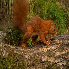 dsc_61282.jpg