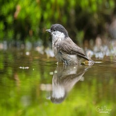 dsc_93623-1.jpg