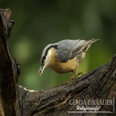 dsc_60562-1.jpg
