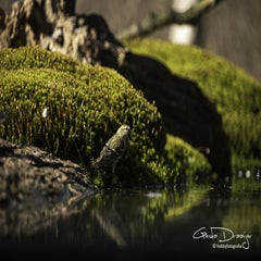 dsc_97622.jpg