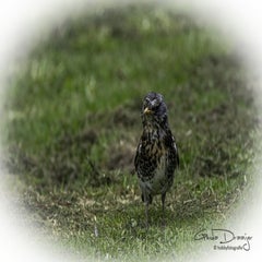 dsc_07212.jpg