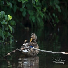 dsc_41162.jpg